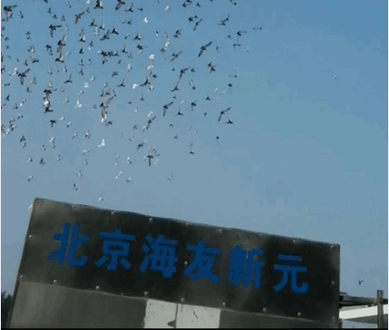 北京海友新元养殖中心
