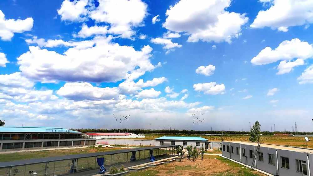 秦皇岛市秦火赛鸽公棚