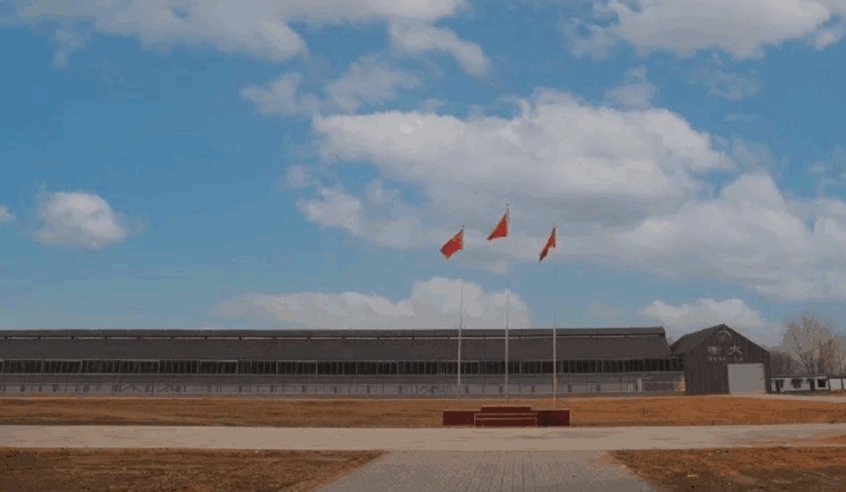 河北衡大国际赛鸽公棚