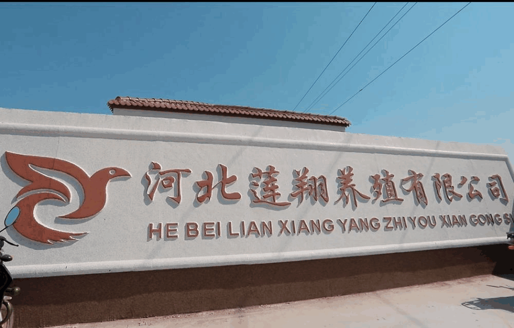 河北莲翔赛鸽公棚