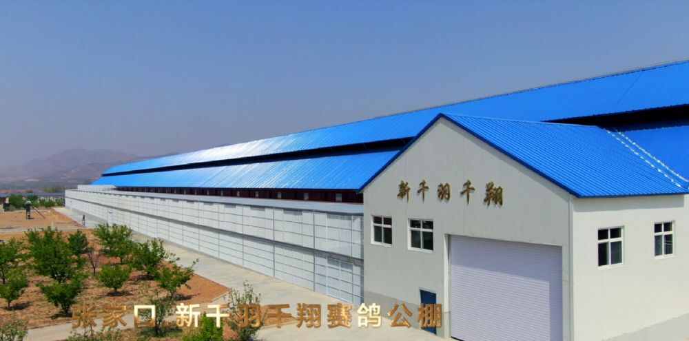 张家口新千羽千翔赛鸽公棚