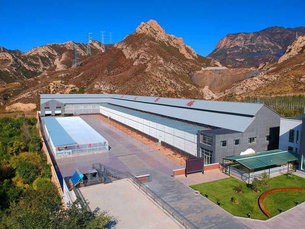 河北泰达赛鸽养殖中心