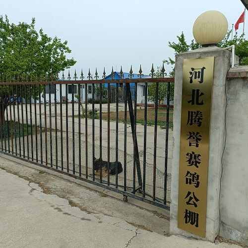 河北腾誉赛鸽公棚