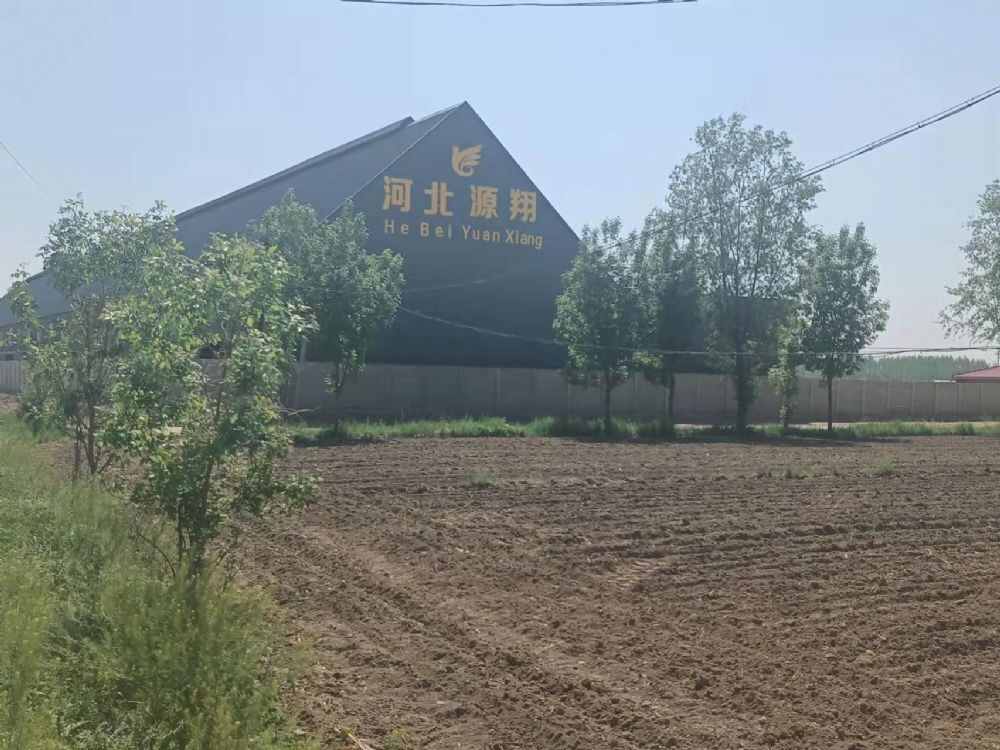 河北源翔精英赛鸽公棚1号春棚