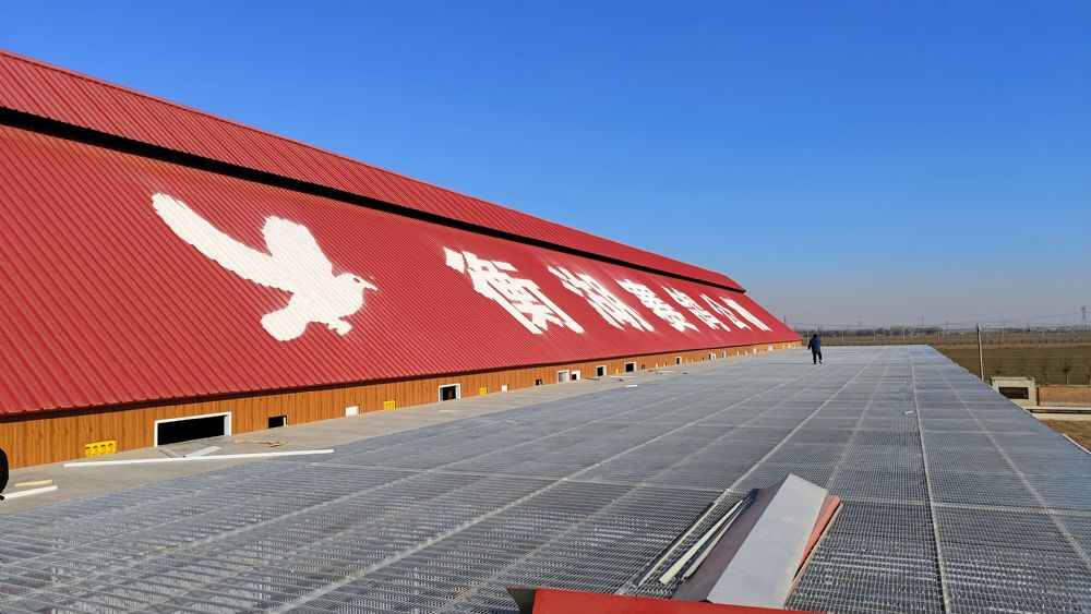 河北衡湖赛鸽公棚