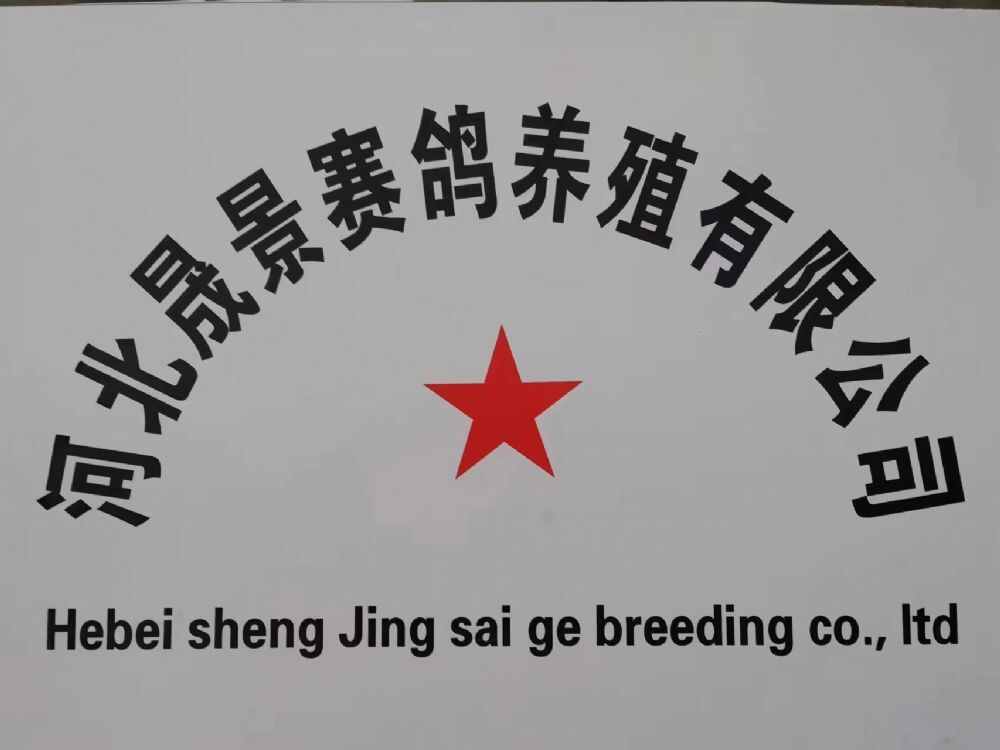 河北晟景赛鸽驯养中心