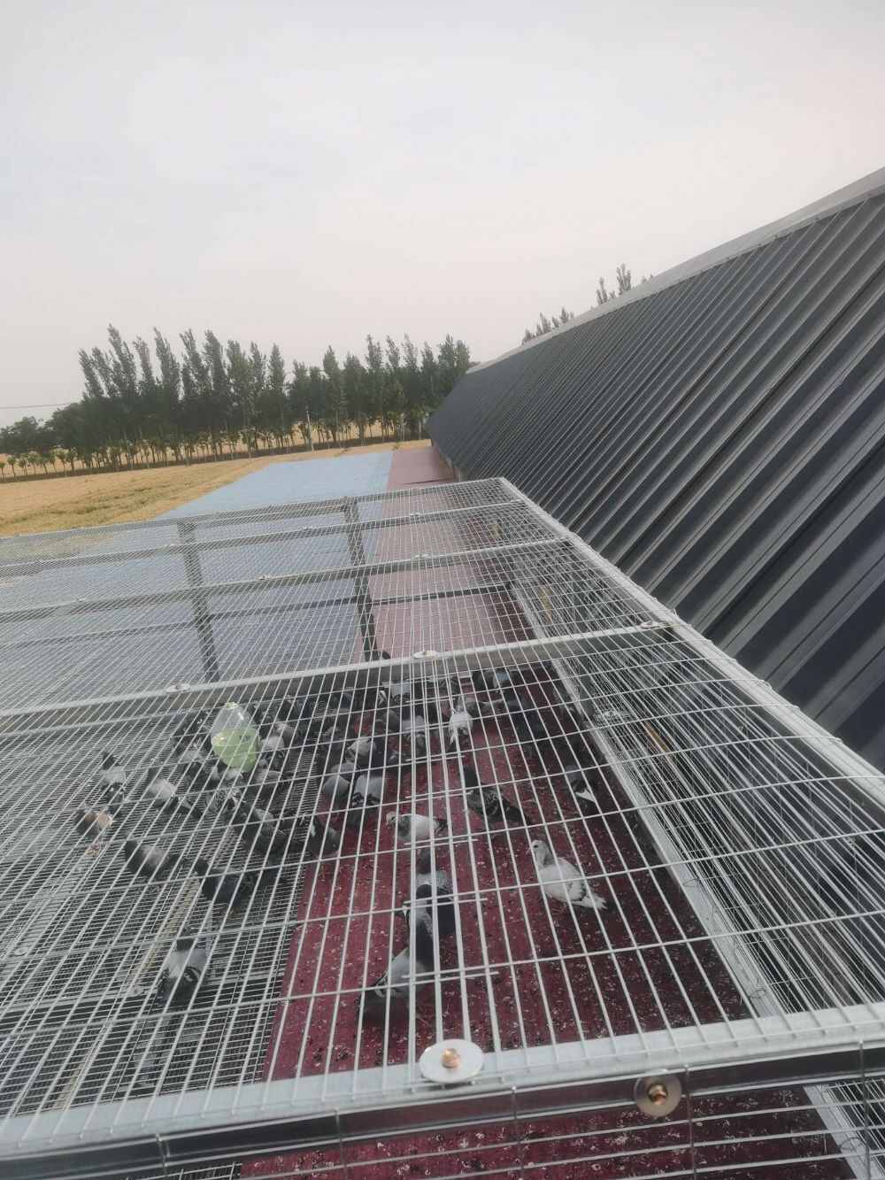 河北省南宫市东城寄养中心