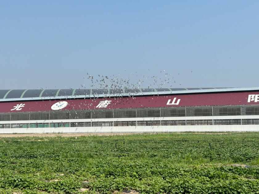 唐山阳光赛鸽寄养棚