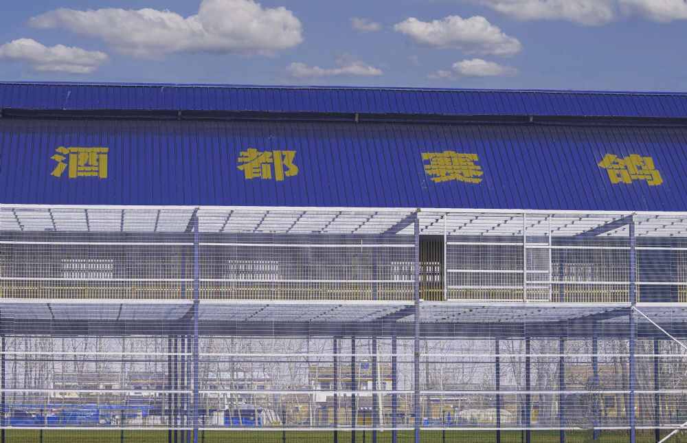 江苏酒都赛鸽公棚