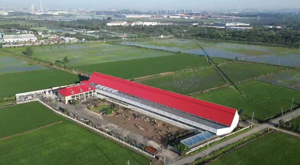 江苏爱翔赛鸽中心