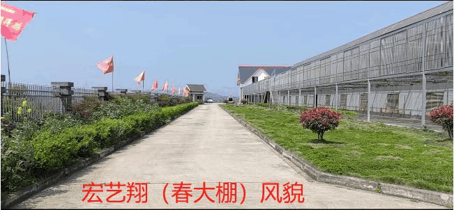 重庆宏艺翔赛鸽公棚（大棚）