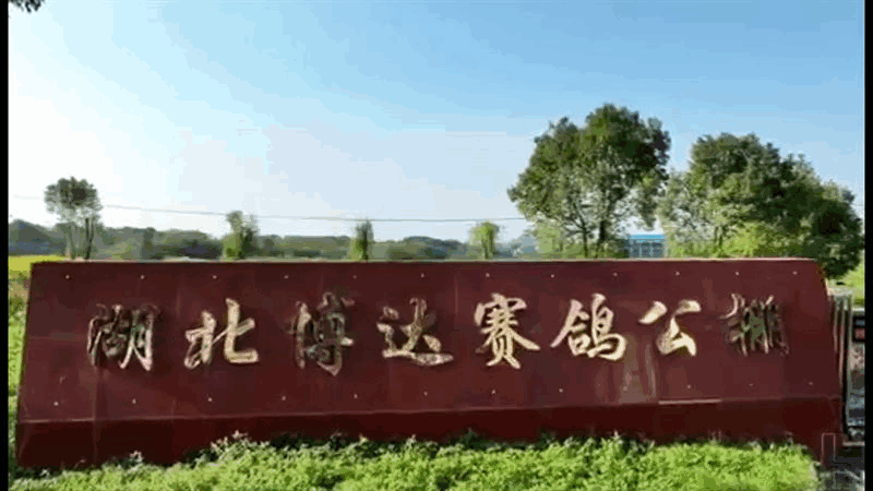 湖北博达赛鸽公棚