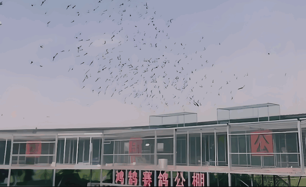 陕西宝鸡鸿晟牧业赛鸽公棚