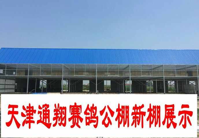 天津御通翔赛鸽公棚