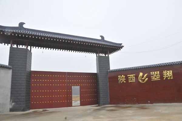 陕西曌翔实战赛鸽公棚