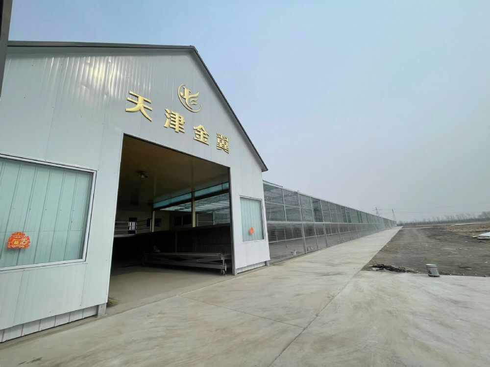 天津金翼赛鸽公棚