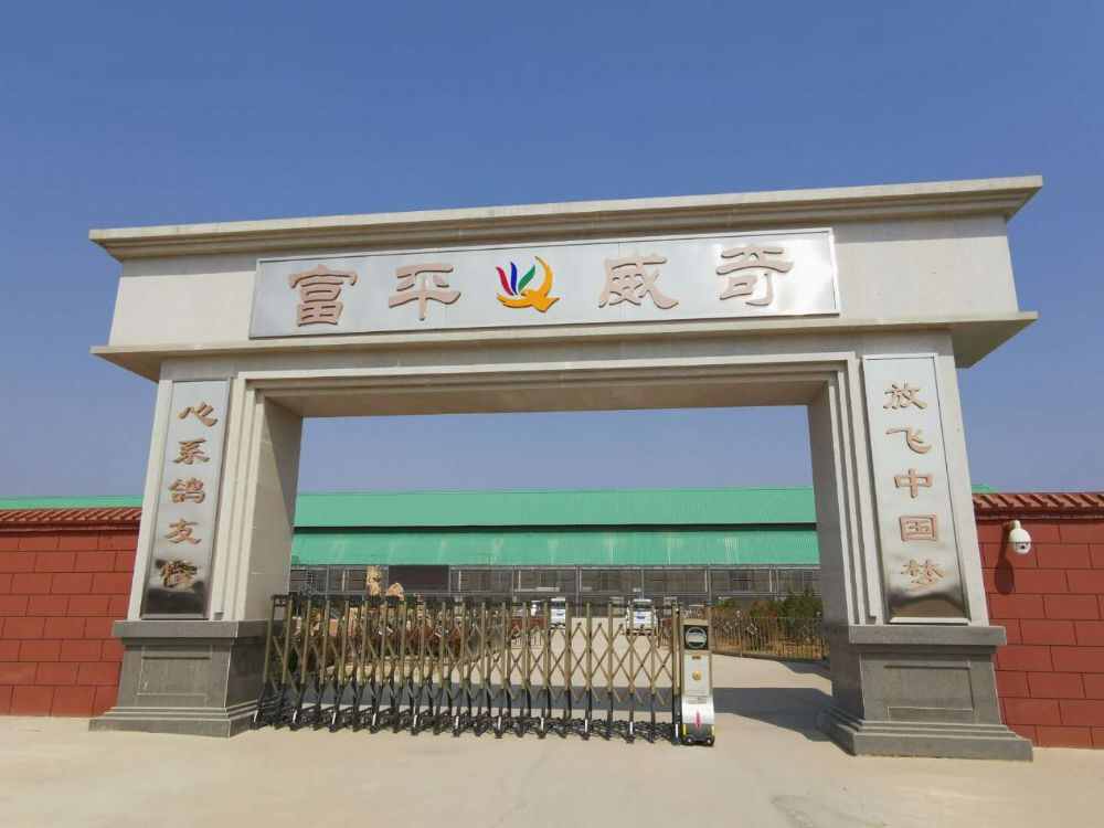 陕西威奇赛鸽秋棚