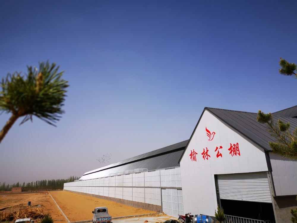陕西榆林赛鸽公棚