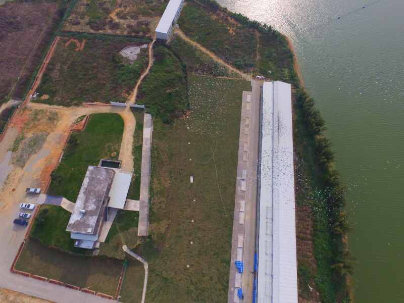 广东永环宇赛鸽公棚