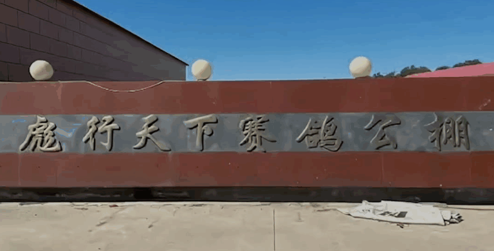 天津彪行天下VIP赛鸽公棚