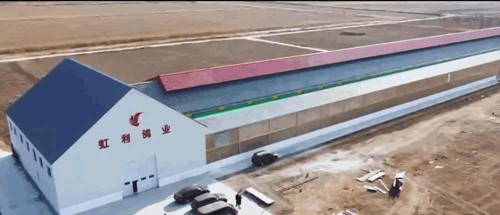天津市静海区虹利赛鸽公棚