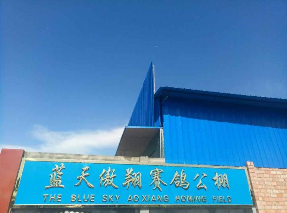四川乐山蓝天傲翔赛鸽公棚