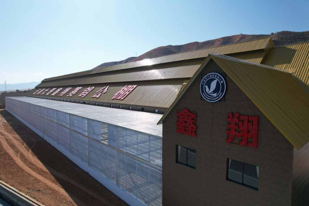 大理宾川鑫翔赛鸽公棚