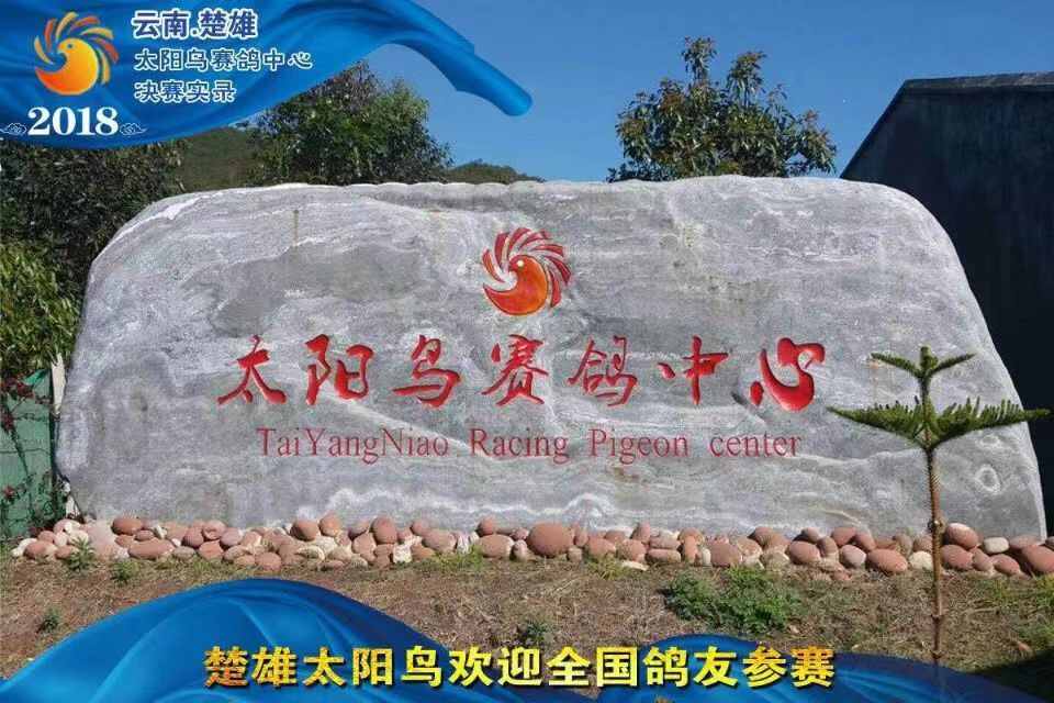 云南楚雄太阳鸟赛鸽中心