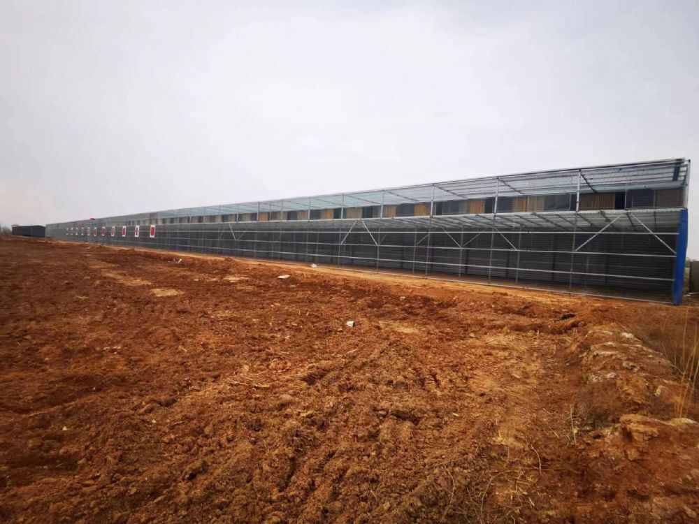 山西华海岸信鸽公棚