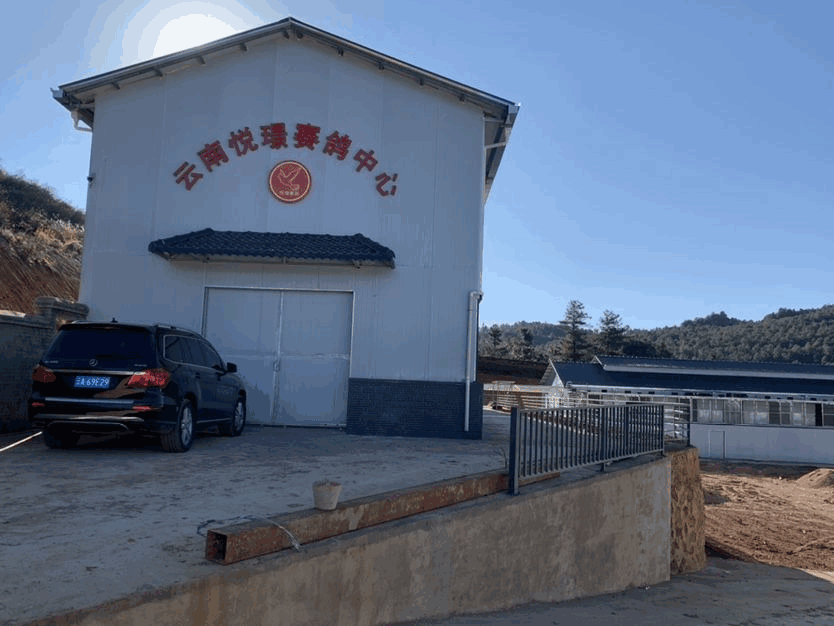 云南昆明悦璟赛鸽中心