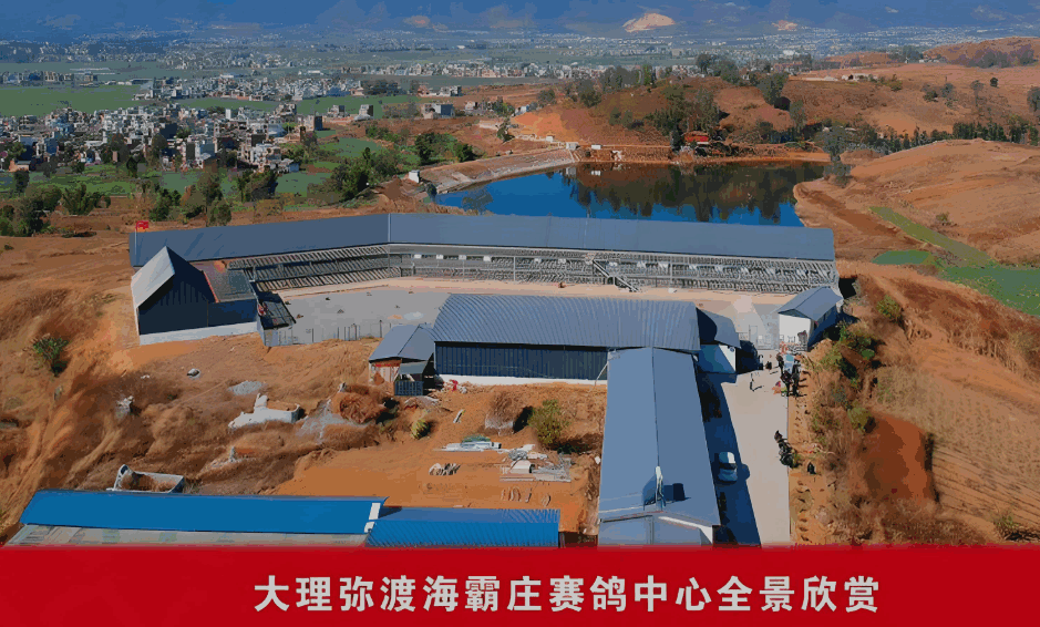 云南大理弥渡海霸庄赛鸽中心