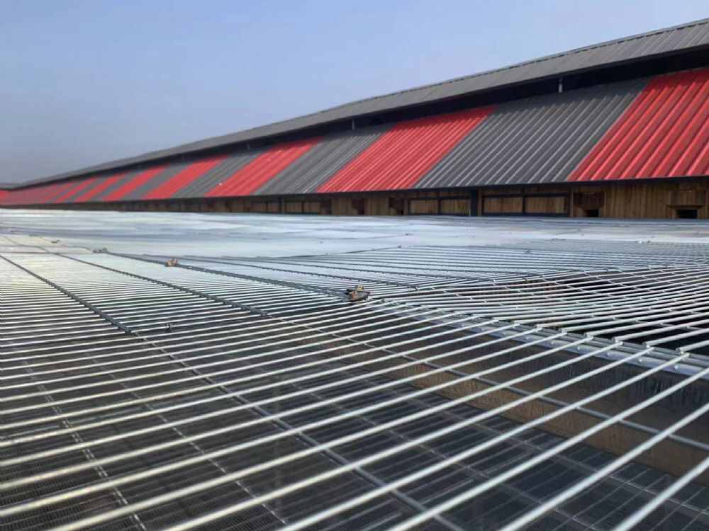 山东快鸟赛鸽公棚