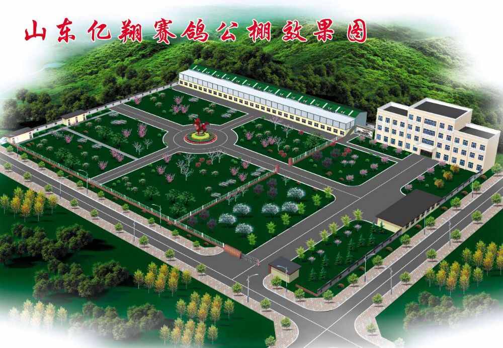 山东亿翔赛鸽公棚