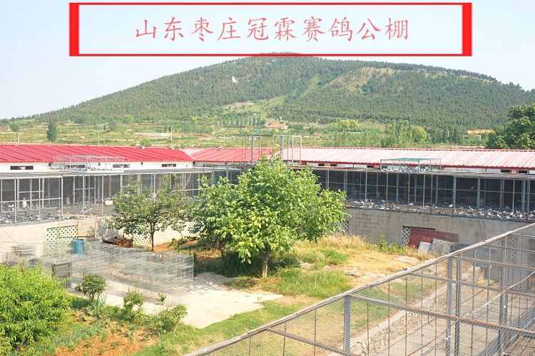 山东枣庄冠霖赛鸽公棚