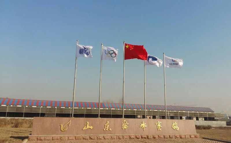 山东舜峰赛鸽公棚