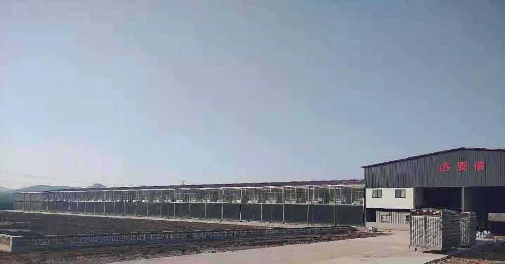 山东临沂安信赛鸽文化中心
