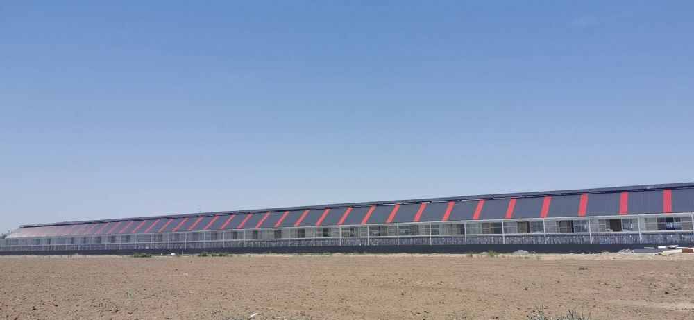山东鼎盛精英赛鸽公棚