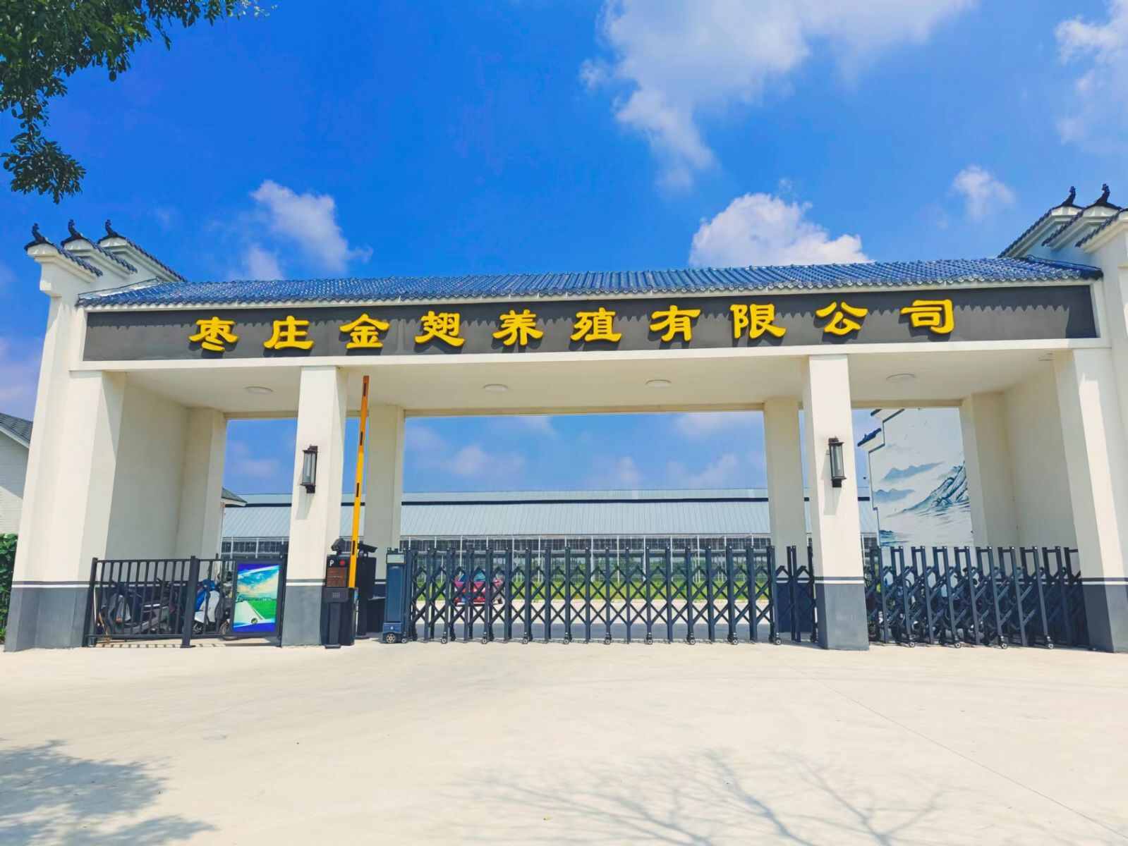 金翅天禧(大棚)秋棚