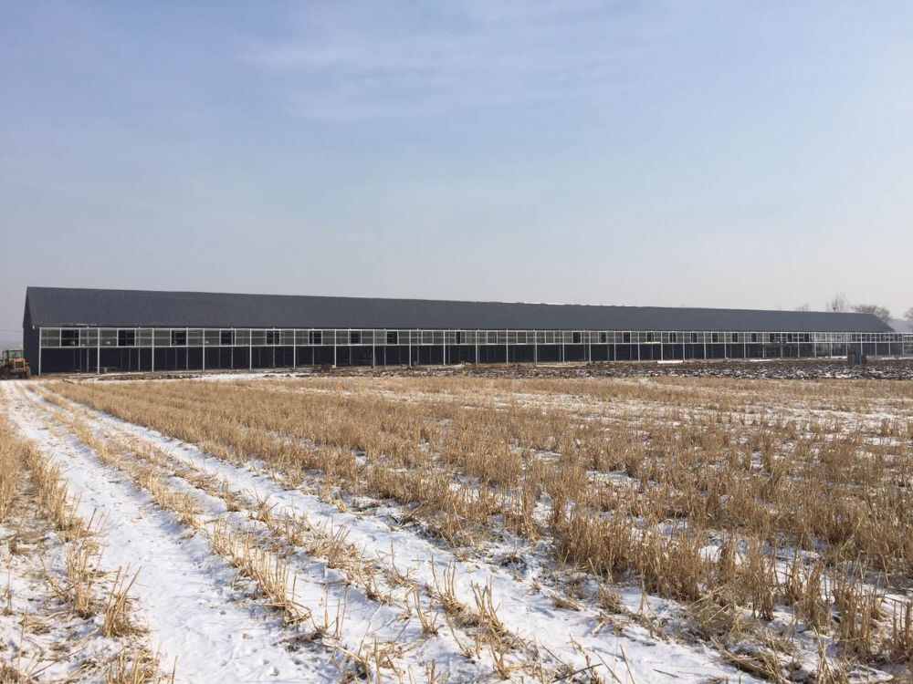 辽宁诚信天下赛鸽公棚
