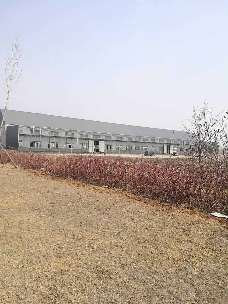 辽宁营口名轩赛鸽公棚
