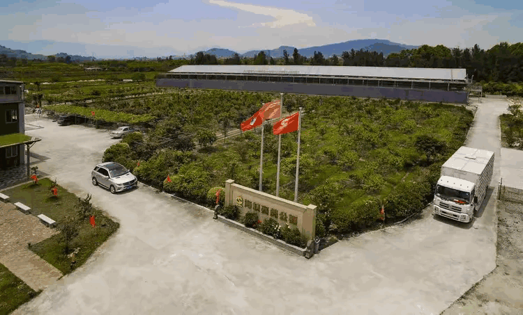 福建海峡赛鸽公棚