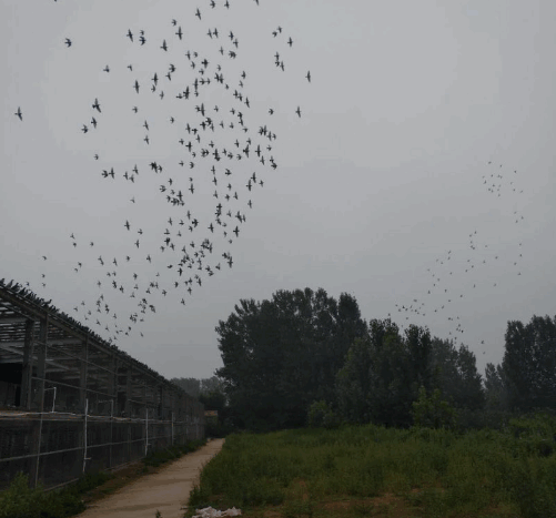 阿克苏胜翔赛鸽养殖中心