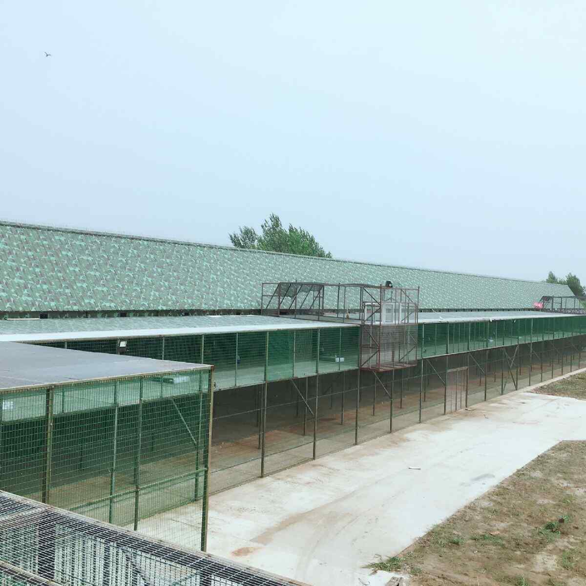 黑龙江冠宇国际赛鸽公棚