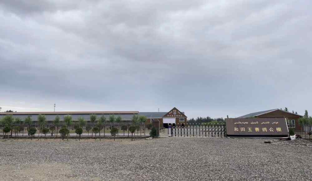 新疆和田玉赛鸽公棚