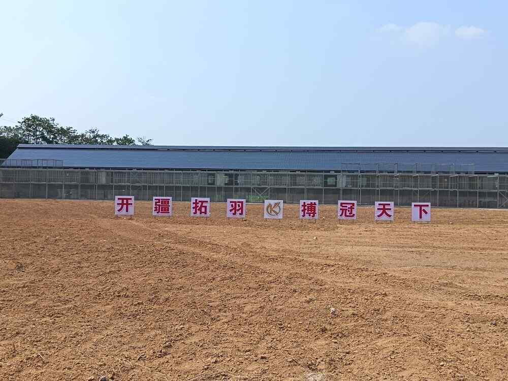 河南开搏赛鸽公棚
