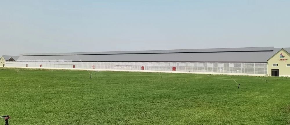 河北久盟国际赛鸽公棚（秋棚）