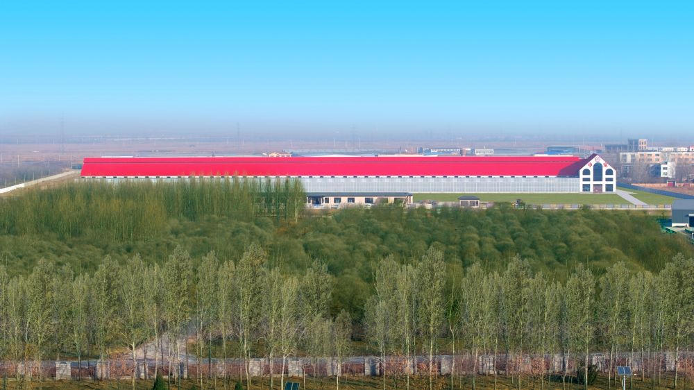 中宠国际（天津）赛鸽公棚