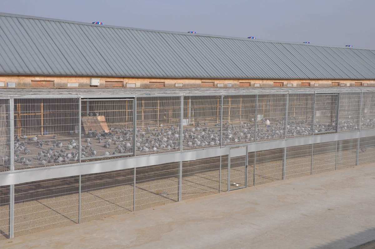 四川新盛赛鸽公棚