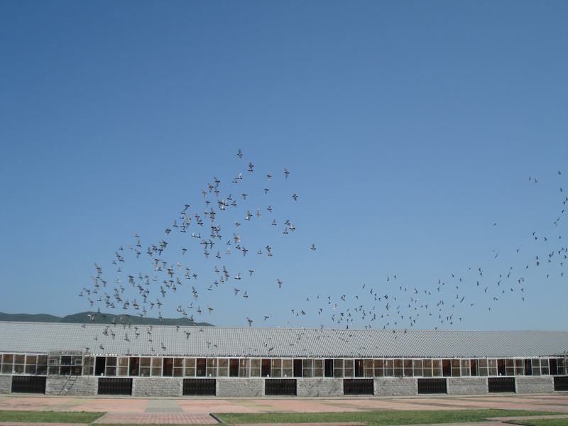 云南玉溪玉翔赛鸽中心秋棚